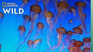 Jellyfish 101  Nat Geo Wild [upl. by Rothmuller149]