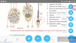 Embryologie  la gamétogenèse  ovogenèse  spermatogenèse partie 2 [upl. by Dranyl]