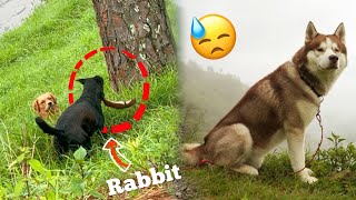 Jungle mei ‘RABBIT’ Maar diya Dogs ne 😓  Dangerous THEHIMALAYANHUSKY [upl. by Hastie]