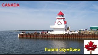 Рыбалка в Канаде ловля скумбрии Fishing in Canada mackerel fishing Shediac [upl. by Tine]