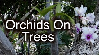 Growing orchids on outside trees [upl. by Resee]