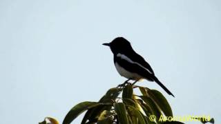 Magpie Robin  Four Different Melodies [upl. by Barimah]