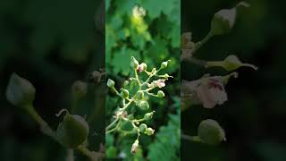 زهرة نبات رانيك  Ранник растение цветокrannik plant flower [upl. by Tayler]