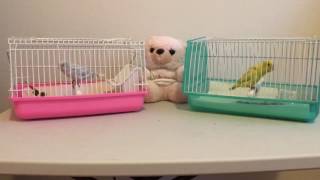 Baby Parrotlets in Cages [upl. by Kath209]