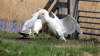 Vroege Vogels  Zwanen in gevecht [upl. by Schindler]