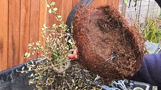 Repotting a pot bounded Cotoneaster [upl. by Eanad652]