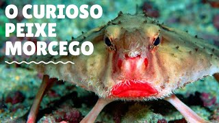 O CURIOSO PEIXE MORCEGO DE LÁBIOS VERMELHOS [upl. by Yates]