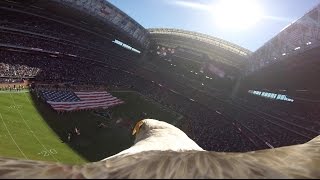 Educational Bald Eagle quotChallengerquot Soars with Action Camera During National Anthem [upl. by Elatia]