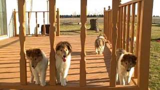 Four Collies Puppies at 9 weeks old [upl. by Gillette424]