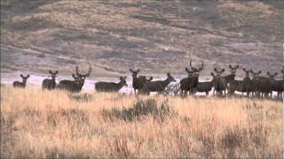 Big Mule Deer Bucks of the Muleshoe National Wildlife Refuge [upl. by Sucerdor]