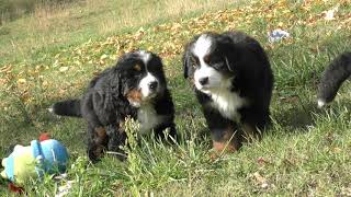 Bovaro Del Bernese Cucciolata della fattoria Angolo di Paradiso Amandola FM [upl. by Fredek391]