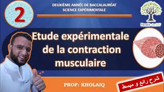 mecanisme de la contraction musculaire [upl. by Llehcor]