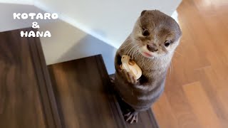 小さな友達を抱っこして運ぶカワウソの優しさに感動・・！ Otter Carrying His Little Friend Is So Adorable [upl. by Hutner]