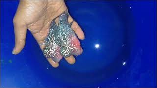 SRD Flowerhorn ❤️ Chiclid Fish youtube india [upl. by Eibob]