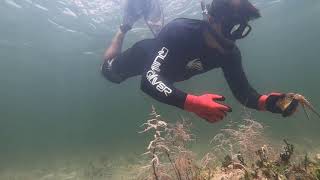 Snorkeling Key Biscayne Crandon Beach [upl. by Gisele808]