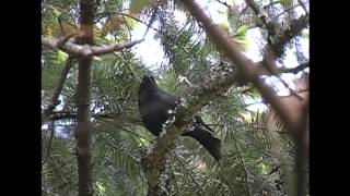 Brownheaded Cowbird song Victoria BC [upl. by Barimah]