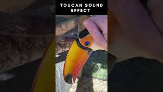 Toucan Sound Effect [upl. by Rebma]