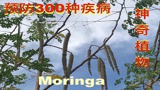 神奇植物辣木的功效和食用方法。Health Benefits of moringa Manfaat Biji Buah Kelor [upl. by Akinhoj]