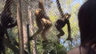 LA Zoo BuffCheeked Gibbons [upl. by Cad841]