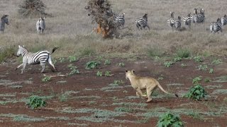 Lion Hunt At Lewa Zebra Ambush [upl. by Ennylcaj]