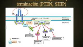 Tema Receptores tirosina quinasas RTK – Receptor de insulina PIP3 y GSK3 con terminación [upl. by Peery]