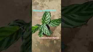 Calathea FrediPlants Available [upl. by Yanetruoc]