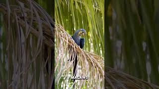 Hyacinth macaw [upl. by Grimonia]