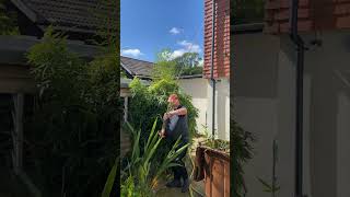 Taming the bamboogardening timelapse shorts satisfying [upl. by Brenton]