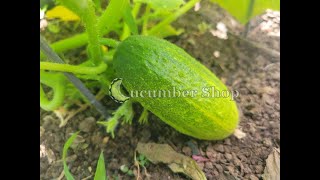 Looking at some Monika Cucumber Plants [upl. by Eleynad]