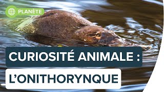 Top 5 des caractéristiques les plus étranges de l’ornithorynque  Futura [upl. by Neibaf]