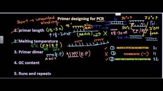 Primer designing [upl. by Iam319]