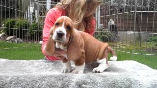 Basset Hound Puppies in HD  3 weeks old  1st time outdoors [upl. by Miculek]