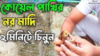 ২মিনিটে কোয়েল পাখির ছেলে ও মেয়ে চেনার উপায়  Koel Pakhi Nor Madi Chenar Upay  কোয়েল পাখি [upl. by Dale111]