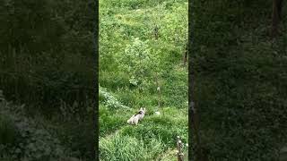 Husky Playing With Himalayan Mastiff 😊 [upl. by Ahsilad]