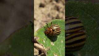 COMMENT LUTTER CONTRE LES PUCERONS puceron jardinage jardin potager agriculture [upl. by Salvador]