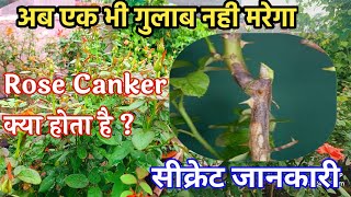 अब एक भी गुलाब नही मरेगा Rose Canker How to save your rose plants from rose Canker [upl. by Winthrop]