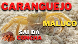 CARANGUEJO MALUCO SAI DA CONCHA E ANDA NA AREIA DA PRAIA dannybia [upl. by Pail]