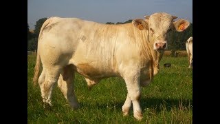 Elevage de charolais  la période hivernale au GAEC ROLIN [upl. by Cul93]