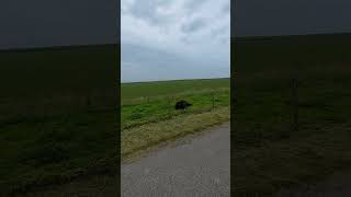 TYPICAL HOLLANDA VIDEO Op de Polder holland thenetherlands polder paarden platteland green [upl. by Aivitnahs109]