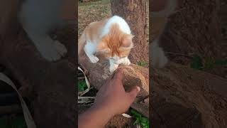 KITTEN cat trending shortvideos catlover viral viralvideos animal goneviral shortsviral [upl. by Veronike]