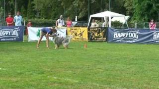 Rough collie in Sky frisbee EC [upl. by Anatnom275]