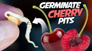 How To Germinate Cherry Seeds That Works every Time  Growing Cherry Trees From Seeds [upl. by Derriey]