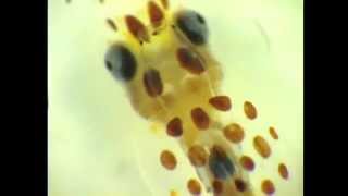 Octopus paralarvae shows its chromatophores [upl. by Eserrehs]