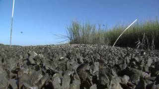 How to Harvest and Cook Oysters [upl. by Everest73]