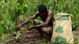 Biogenic Green technology for organic Bulath BETEL Farming Sri lanka Mr upali piyadigamas farm [upl. by Elletse]