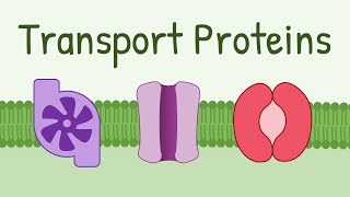 Transport Proteins Pumps Channels Carriers [upl. by Aennaej]