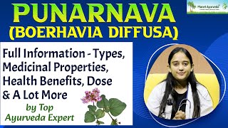 Punarnava Boerhavia diffusa Full Information  Types Medicinal Properties Health Benefits Dose [upl. by Mahoney354]