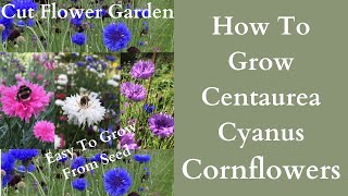 How To Grow Cornflowers  Centaurea Cyanus  Bachelors Buttons Cut Flower Garden [upl. by Eicarg]