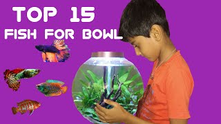 Top 15 Fish for Bowl without filter in details  Small fish for bowl  Best fish for bowl [upl. by Alyehs]