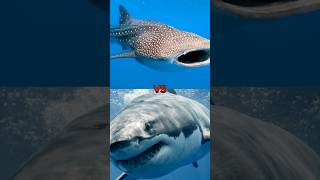 WHALE SHARK VS BASKING SHARK VS GREAT WHITE SHARKshorts [upl. by Ziza]